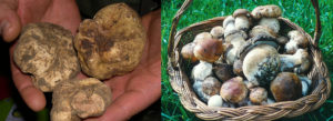 funghi_tartufi_piacenza