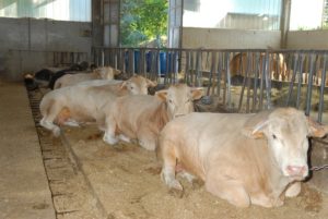 i-bovini-in-una-delle-nostre-stalle