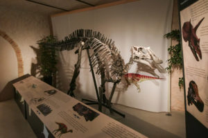 4_Prosaurolophus blackfeetensis, specie di dinosauro vissuta nel Cretaceo Superiore, proveniente dal Montana (Usa)