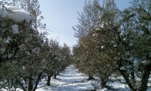 Uliveti imbiancati ad Urbisaglia