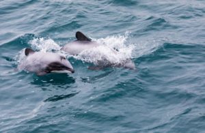 delfini-755x491
